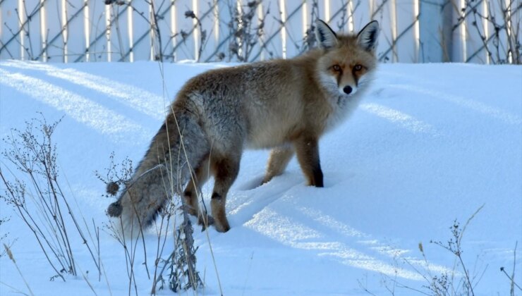 Kars’ta Kar Yağışı ve Soğuk Hava Yaban Hayvanlarını Etkiledi