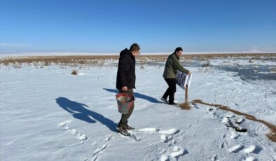 Ardahan ve Kars’ta dondurucu soğuklar nedeniyle yaban hayvanlarına tabiatta yem bırakıldı