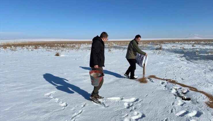 Ardahan ve Kars’ta dondurucu soğuklar nedeniyle yaban hayvanlarına tabiatta yem bırakıldı