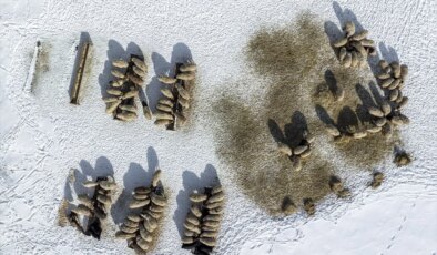 Kars’ta Kuvvetli Kış Koşullarında Besiciler Hayvanlarını İhmal Etmiyor